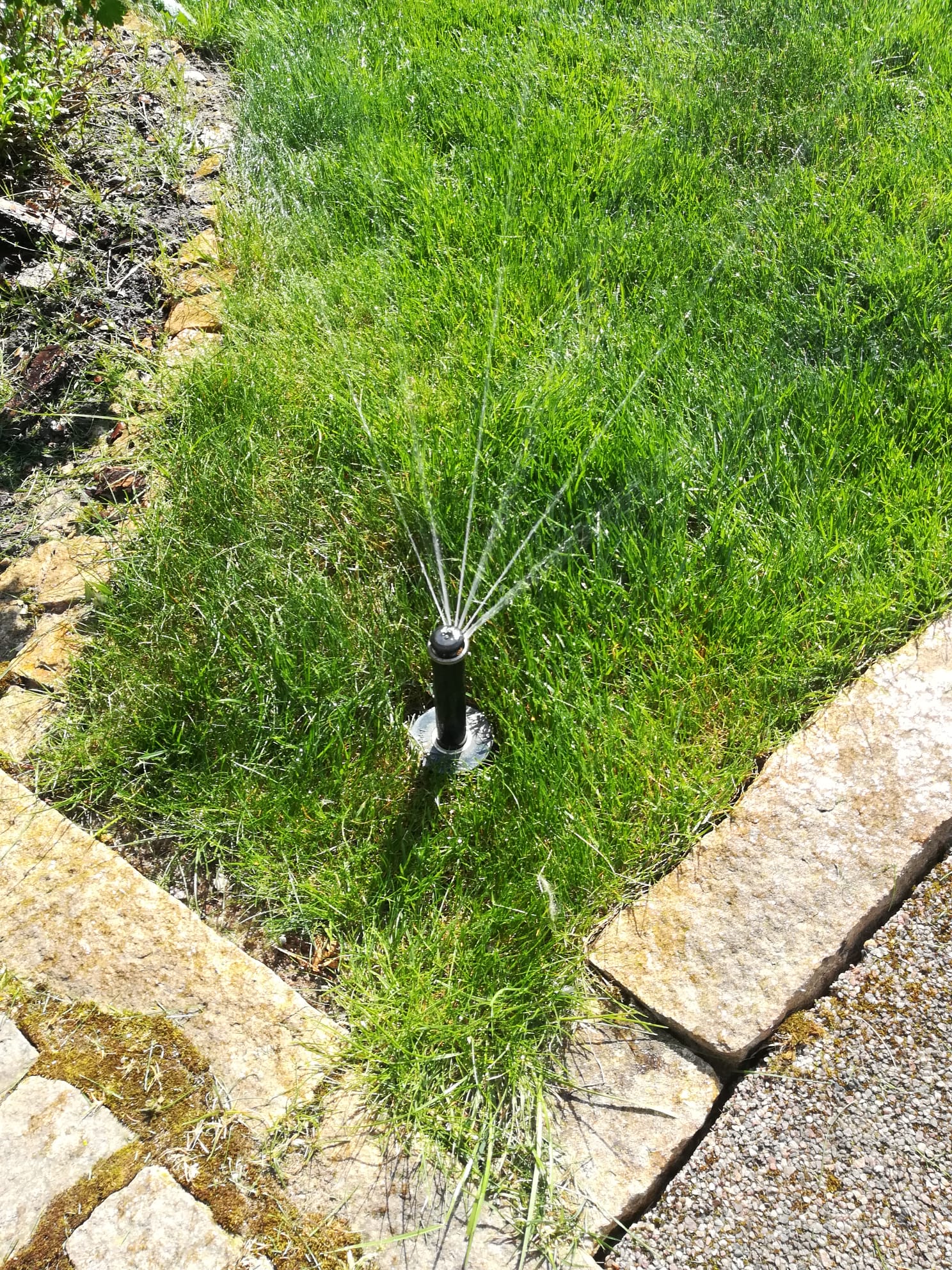 Jak podlewać trawnik latem ?