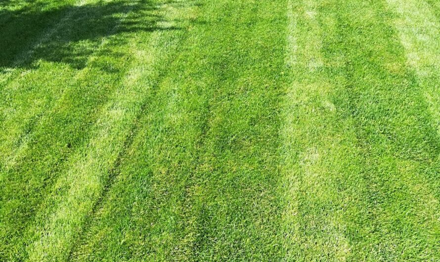 Kiedy zacząć podlewanie trawy na wiosnę ?