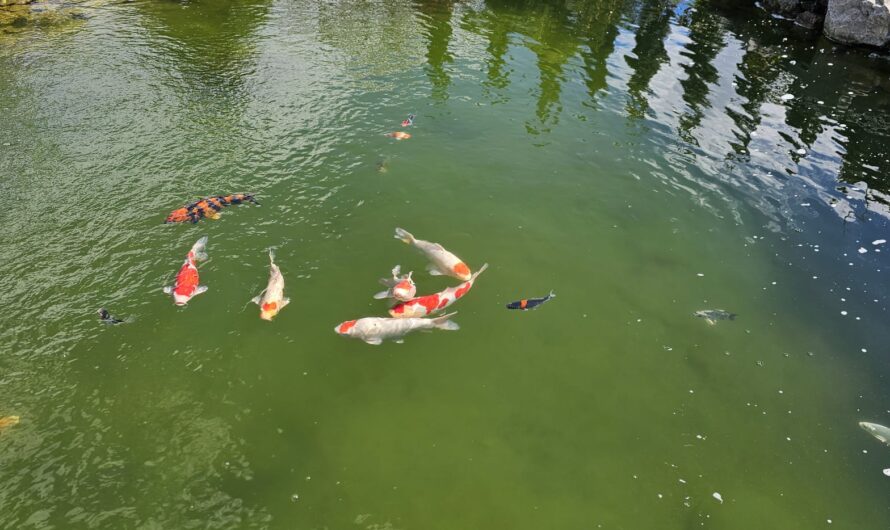 Oczko wodne w ogrodzie – jak zacząć ?