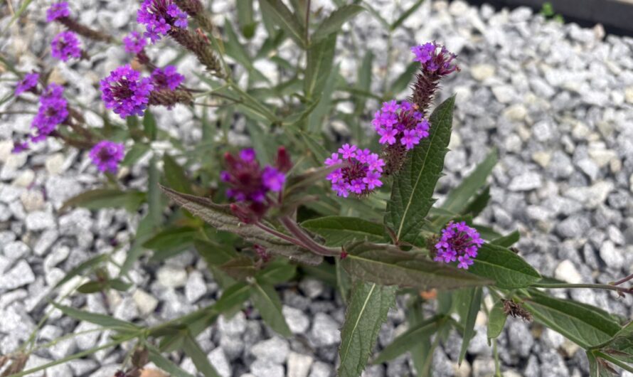 Rozplenica w ogrodzie – trawy w donicach